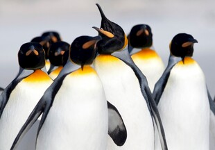 一群企鹅昂首站立