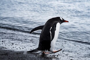 海滩上行走的一只企鹅