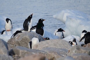冰岸企鹅群
