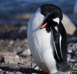 企鹅岸边自我梳理羽毛