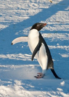 雪地中展翅的可爱企鹅