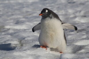 雪地中的俏皮小企鹅