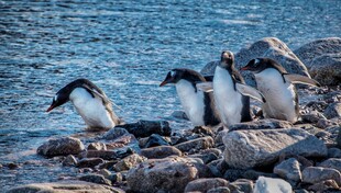 岩石上的企鹅群
