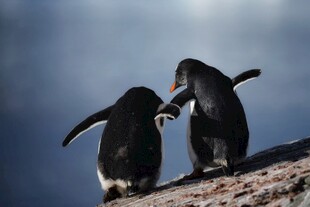 两只企鹅站在岩石上