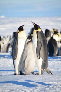 南极雪地中的企鹅群