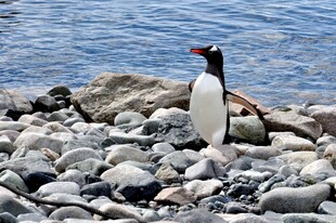 岩石上的黑白企鹅