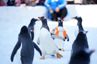 企鹅群在雪地中漫步