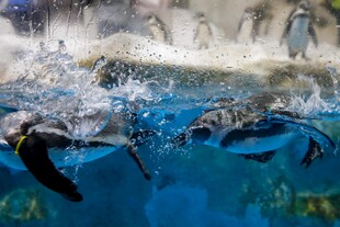 企鹅在水中欢快畅游