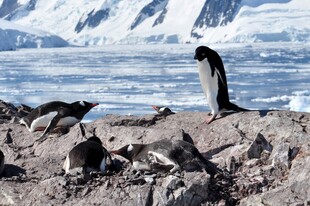 南极企鹅立于岩石之上