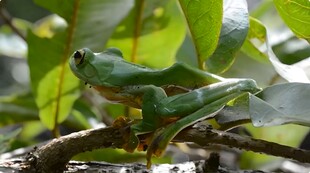 树枝上的绿色青蛙