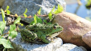 岩石上的绿色青蛙