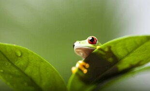绿叶上的红眼青蛙