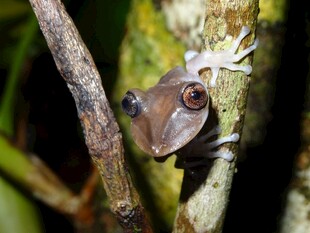 树枝上的可爱大眼蛙