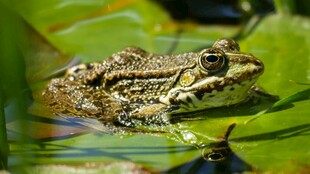 水中青蛙栖息于绿叶间
