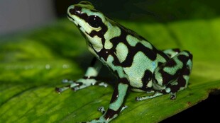 绿色花纹青蛙栖息绿叶上