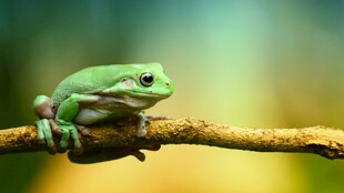 树枝上的绿色青蛙