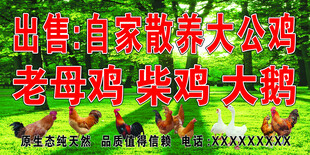 农家散养土鸡大鹅