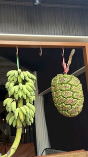 香蕉与露兜树果