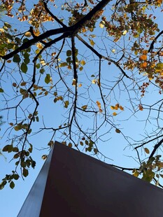 蓝天黄叶下的建筑一角