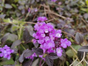 紫色小花绽放于绿叶间