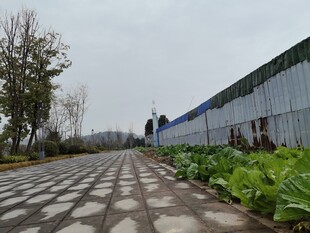 乡村田园中的砖石小路