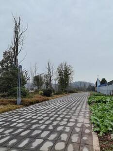 乡村石板路旁的田园风光
