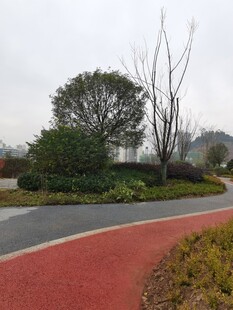 公园红色步道与绿植景观