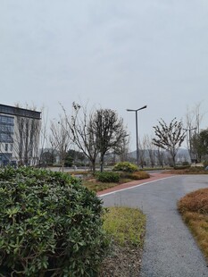 园区内的绿化小径景观