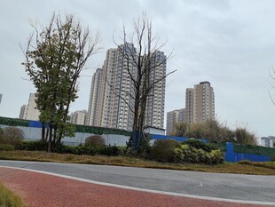 城市道路旁的高楼风景