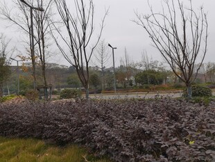 公园中的紫叶植物景观