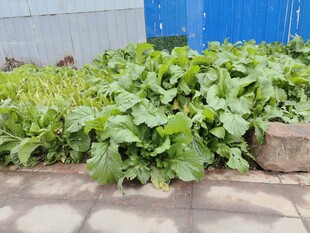 户外生长的茂盛绿色蔬菜