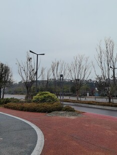 城市道路旁的绿化景观