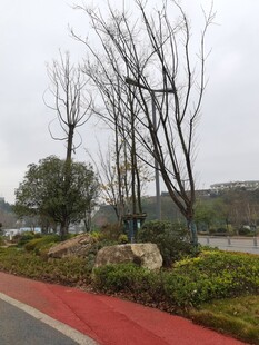 城市道路旁的绿化景观