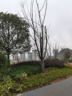 城郊道路旁绿植与远景建筑