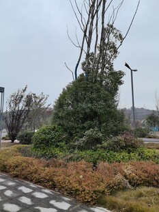 路边绿植景观