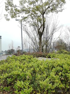 户外绿植与树木景观