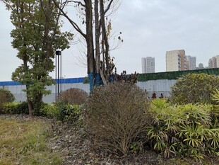 城郊绿植与远处建筑景观