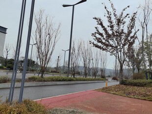 城市道路旁的秋日景致