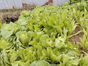 菜园里鲜嫩的绿色生菜