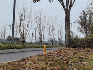 秋日路边落叶与树木景象
