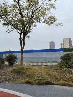 路边树木与远景建筑景观