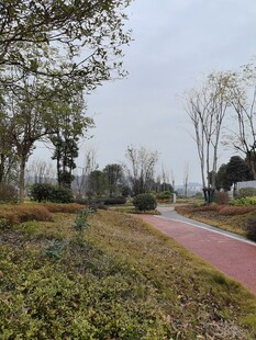 郊外彩色步道旁绿植景观
