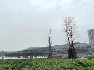 湖畔枯树与城市远景