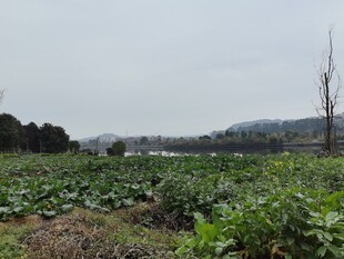 田野中的绿植景观
