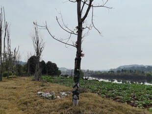 冬日湖边枯树与绿植景观