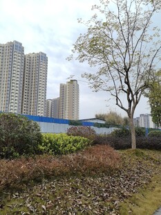 城市园区中的绿植与建筑