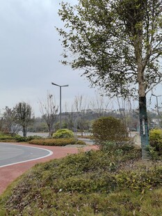 城市道路旁的绿化景观