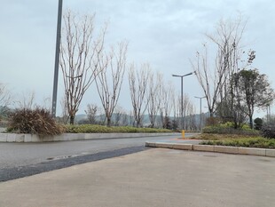 空旷道路旁的树木景观