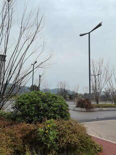 城市道路旁的绿植与路灯