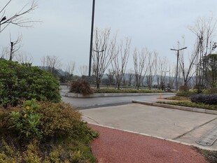 户外道路旁的绿植景观